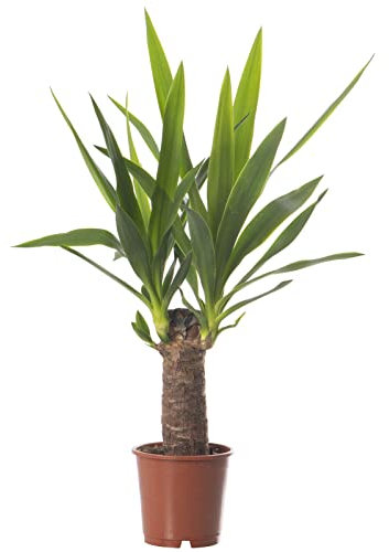 Yucca Elephantipes, grande plante d'intérieur réelle, toujours verte, haute plante.