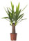 Yucca Elephantipes, grande plante d'intérieur réelle, toujours verte, haute plante.