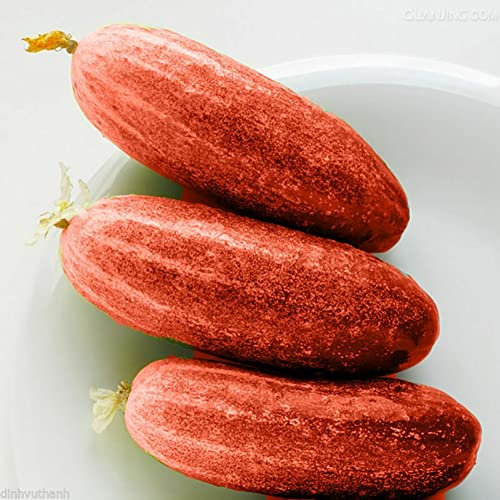 Haloppe 100 Unids Semillas de Verduras de Pepino Rojo para la Plantación de Huertos, Semillas de Pepino Rojo Garden Yard Farm Cucumis Fruit Vegetable Semillas