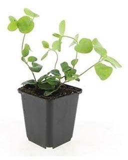 Großblättriges Immergrün Vinca major 9cm Topf Set mit 12 Pflanzen