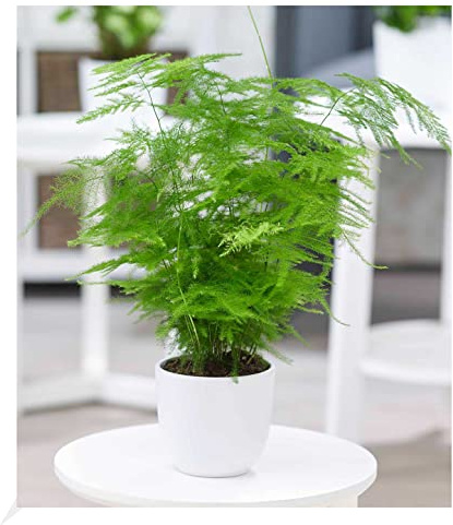 BALDUR Garten 1x Asparagus Plumosa, Pflanze im 12 cm-Topf | Zierspargel Zimmerpflanze, Zimmerpflanze, Grünpflanze, mehrjährig - frostfrei halten, pflegeleicht, für Schatten geeignet