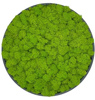 Moosbild rund | Wanddekoration | Mooskreise | Kreise gefüllt mit Island Moos | 15cm/20cm/25cm/30cm/