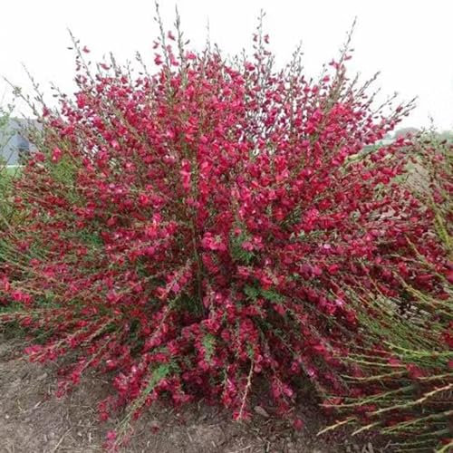 80 Pc Semi Di Ginestra, Copertura Del Terreno Resistente Perenne, Semi Biologici Semi Di Erbe Semi Di Piante Di Ginestra, Cytisus Scoparius, Regali Per Giardinieri Da Balcone In Serra,
