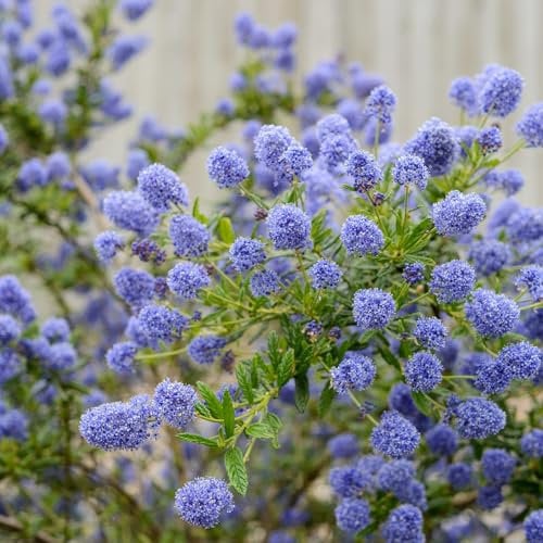 Carbeth Plants 3 x Ceanothus Shrub Blue Diamond Californian Lilac Bush in 9cm Pots - Evergreen All Year Round Hardy - Garden Ready to Plant - Hedging Privacy