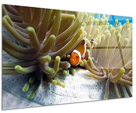 DECLINA Design Plexiglas Bild Acrylglas Wanddeko Foto auf Plexiglas Deko Plexiglas Clown Fish 120x80cm