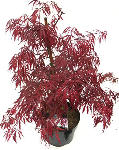 Acer palmatum dissectum `Garnet' roter Japanischer Schlitzahorn winterhart Topf 19 cm, Höhe: 50 cm