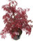 Acer palmatum dissectum `Garnet' roter Japanischer Schlitzahorn winterhart Topf 19 cm, Höhe: 50 cm