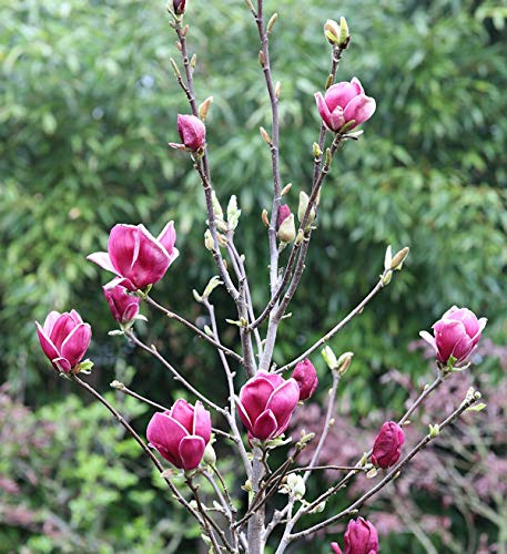 Hochstamm Magnolie March Till Frost 80-100cm - Magnolia - lebende Gartenpflanze aus den Baumschulen