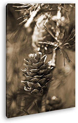 deyoli Tannenzapfen am Ast Format: 120x80 Effekt: Sepia als Leinwandbild, Motiv fertig gerahmt auf Echtholzrahmen, Hochwertiger Digitaldruck mit Rahmen, Kein Poster oder Plakat