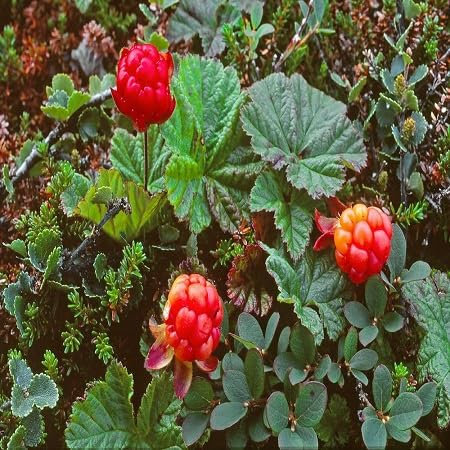 90 Stück Moltebeeren-Fruchtsamen