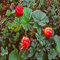 90 Stück Moltebeeren-Fruchtsamen