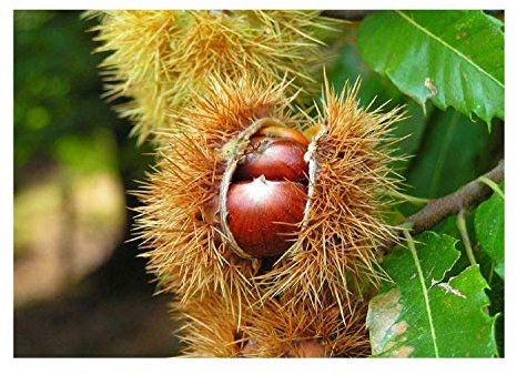 Edelkastanie Castanea sativa Pflanze 5-10cm Esskastanie Maronen Maroni Kastanie