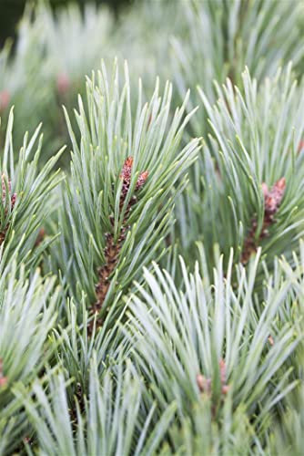 Limber-Kiefer 'Vanderwolf's Pyramid' 100-125 cm Topf Pinus flexilis