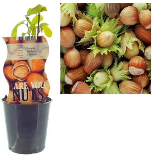 Productive Hazelnut Tree - Corylus Garibaldi - White Hazelnut Tree - 12cm Pot 30cm in Height with Edible Hazelnuts (1 Plant)