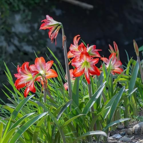 2zwiebeln amaryllis - frühlingsblühe seltene amaryllis, blumenzwiebel balkondeko topfpflanzen minigarten