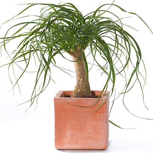 Unique Beaucarnea Recurvata - Ponytail Palm | 30-40cm Potted Plant for Home or Office