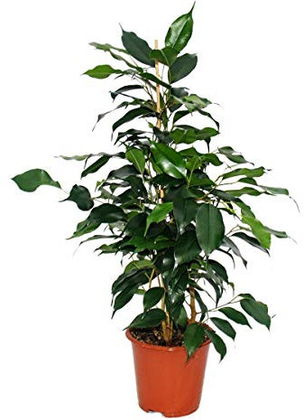 Exotenherz - Ficus « Danielle » - Feuilles vert foncé - 1 plante - Facile d'entretien - Purificateur d'air - Pot de 12 cm