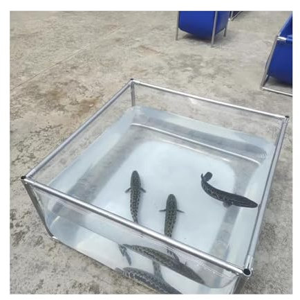 Piscine Hors Sol, Piscine en Toile Transparente 100% Piscine Transparente, PVC Épais Résistant au Froid avec Support en Acier Inoxydable, Facile à Installer, 10 Ans d'Utilisation (200x150x60