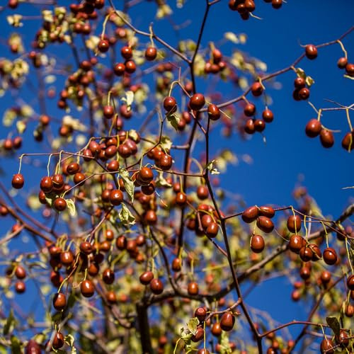 jujube - zimmerpflanze obstbäume pflanzensamen deko indoor garten gartenpflanzen winterharte für garten, balkon spalierobst winterharte 180samen