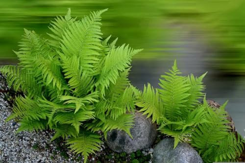 Neue frische 90 Stück Sporen Farn Pflanzensamen