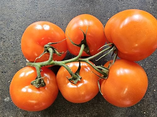 Fresh Red Vine Tomatoes, 500g