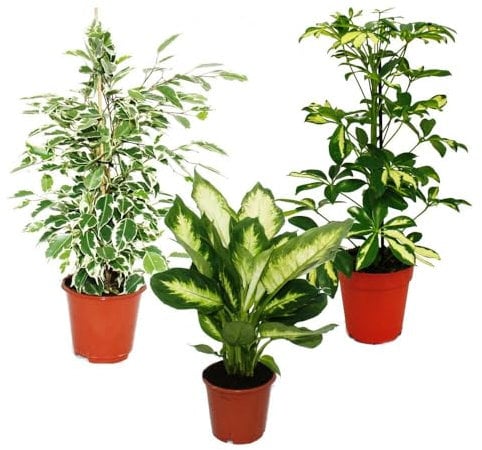 Zimmerpflanzen-Trio Weißbunt - Set mit 3 versch. panaschierten Pflanzen - Dieffenbachia - Schefflera - Ficus