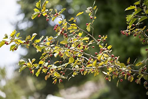 Crataegus monogyna 60-100 cm - Eingriffeliger Weißdorn, weiße Blüten, Blütezeit Mai-Juni, ideal für Hecken, bienenfreundlich, winterhart