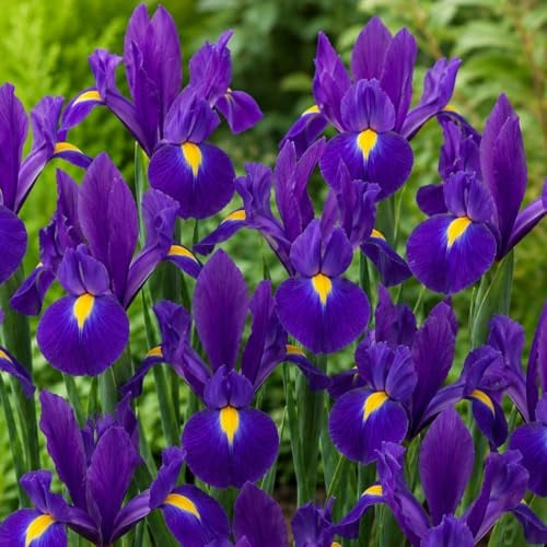 Schwertlilien Winterhart Mehrjährig - Holländische Iris Purple Meadow | Blumenzwiebeln, 50 Zwiebeln, Pflanzen aus Holland für Garten und Topf (große Knollen, kein Samen)