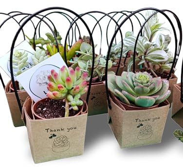 Bomboniere con Piante Grasse Succulente e Mini Cactus in Vasetto 5,5 cm Set da 20 bomboniere