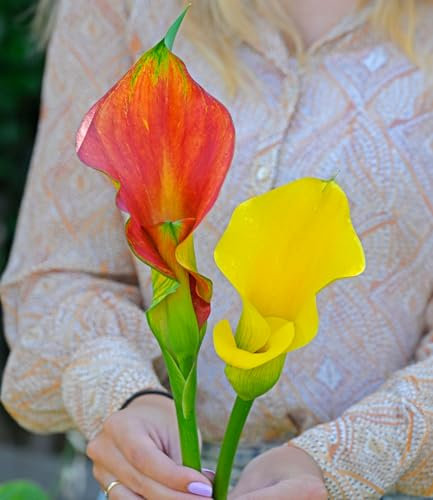 BALDUR Garten Calla-Mix 'The Giants',2 Zwiebeln, Gigantische Blüten, Für Beet & Kübel im Freien geeignet,Exotischer Blickfang,Zantedeschia,frostfrei halten