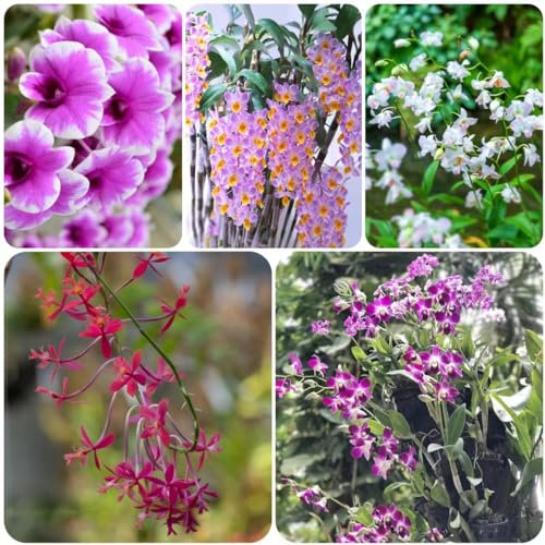 500 pcs Dendrobium nobile samen - winterfeste pflanzen für balkon orchideen orchidee pflanze, bonsai samen blumendeko bienenfreundliche blumensamen seed mittagsblume winterhart bonsai