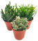 Verdecora Ripsalis Pack 3 unidades | Rhipsalis baccifera | Planta de interior en maceta Ø6cm | Hojas Delicadas y Cascadas Verdes | Ideal para un Toque Tropical