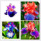 Iris Bulbos Bulbos De Iris Bulbos De Flor Iris Iris Versicolor Bulbos OtoñO Iris FáCil De Cultivar, Adecuado Para Jardineros Novatos, Largo PeríOdo De FloracióN.-10bulbs-B
