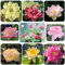 Lotus Samen 100 Stück Winterharte Pflanzen für Garten Lotusblume Samen Gemischte Farben Lotussamen Bonsai Samen Wohnkultur SchüSsel Schalenlotus Samen für Wohnung Garten Balkon