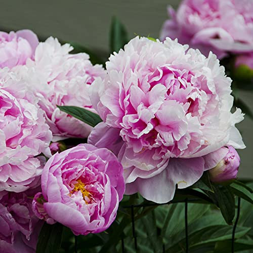 8 Stück pfingstrosen zwiebeln rosa knollen Pfingstrose frühlingsblüher zwiebeln kübelpflanzen Geschenke für gärtner Garten hochbeet balkonpflanzen blumenzwiebeln frühblüher