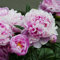 8 Stück pfingstrosen zwiebeln rosa knollen Pfingstrose frühlingsblüher zwiebeln kübelpflanzen Geschenke für gärtner Garten hochbeet balkonpflanzen blumenzwiebeln frühblüher