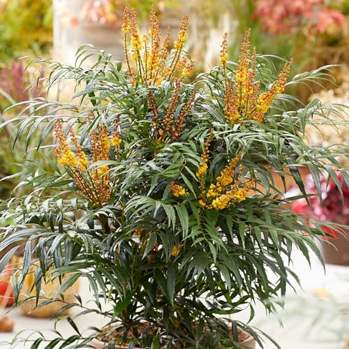 GardenersDream Mahonia Volcano Plant - Outdoor Garden Ready Hardy Shrub - Evergreen Flowering Shrub - Beautiful Outdoor Shrubs for Gardens, Beds, Borders, Pots, and Containers (15-25cm incl. 9cm Pot)