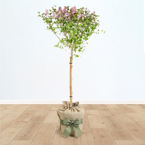 YouGarden Standard Lilac Tree Syringa 'Palibin' 90-120cm Tall in 3L Pot, Gift Wrapped Tree in Brown Hessian Bag with Green Fabric Bow, Potted Trees & Shrubs for Gardens or Patios