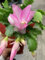 Germinazione dei Semi: Zygocactus Ringraziamento Vacanze di Natale Cactus Piante Vive Radicato:Seeds Only