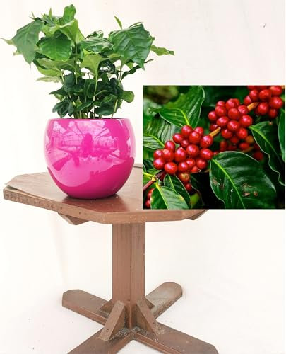 POWERS TO FLOWERS - PIANTA DEL CAFFE, COFFEA ARABICA, IN VASO CERAMICA FUCSIA SFERICO, pianta vera