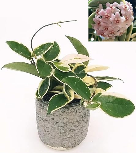 POWERS TO FLOWERS - HOYA CARNOSA VARIEGATA IN VASO PIETRA, pianta vera