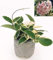 POWERS TO FLOWERS - HOYA CARNOSA VARIEGATA IN VASO PIETRA, pianta vera