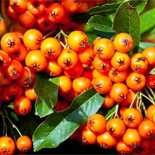 Pyracantha 'Orange Glow' Plant - Firethorn 'Orange Glow' Evergreen Hedge Around 20cm in Height