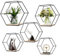 ConBlom Metall Hexagon Wandregal, Europäische Hexagon geometrische Linie Design Wand Wand Regal mit Holzregalen, für Wohnung, Arbeitszimmer, Schlafzimmer, Wohnzimmer, Flur (schwarz * 5)