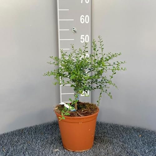SAVINI VIVAI Pianta di Limone Caviale Giallo Albero di Agrumi Finger Lime Limone ad Alberello in Vaso 20 cm Altezza 50-70 cm 2 Anno di Innesto Made Italy