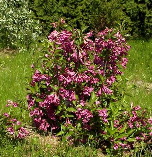 Liebliche Weigelie Big Love 40-60cm - Weigela florida - lebende Gartenpflanze aus den Baumschulen