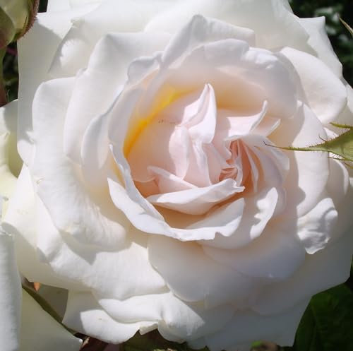 Swan Lake- Climbing Rose - White Blooms - 4L Potted
