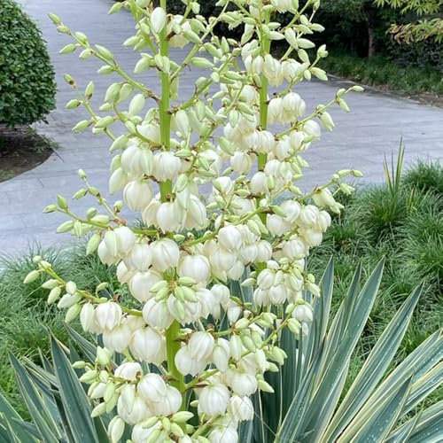 50 pcs Yucca Filamentosa Pflanze Samen, gartensamen urban gardening zimmerbonsai bonsai Yucca filamentosa, exotische pflanzen, gartensamen balkon deko exotische bio saatgut, stauden