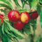 Kölle Bio Zwergnektarine 'Rubis'® Necta ZeeⓈ, Topf 7,5 Liter