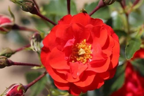 Rosa Bush Rose Floribunda 'Grandpa's Rose' Potted